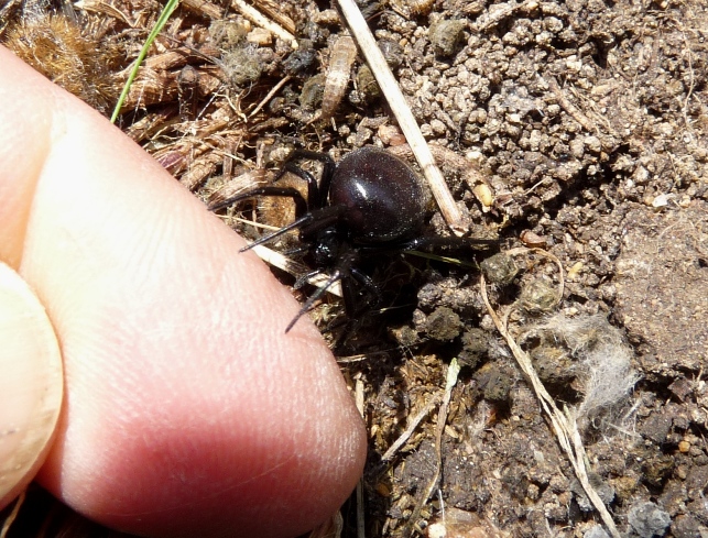 Steatoda paykulliana in Sardegna